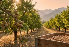 "طلای سنگی در جیب باغداران؛ چرا نهال بادام تونو امن ترین مسیر برای سود میلیاردی است؟"