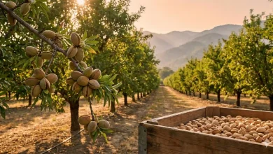 "طلای سنگی در جیب باغداران؛ چرا نهال بادام تونو امن ترین مسیر برای سود میلیاردی است؟"